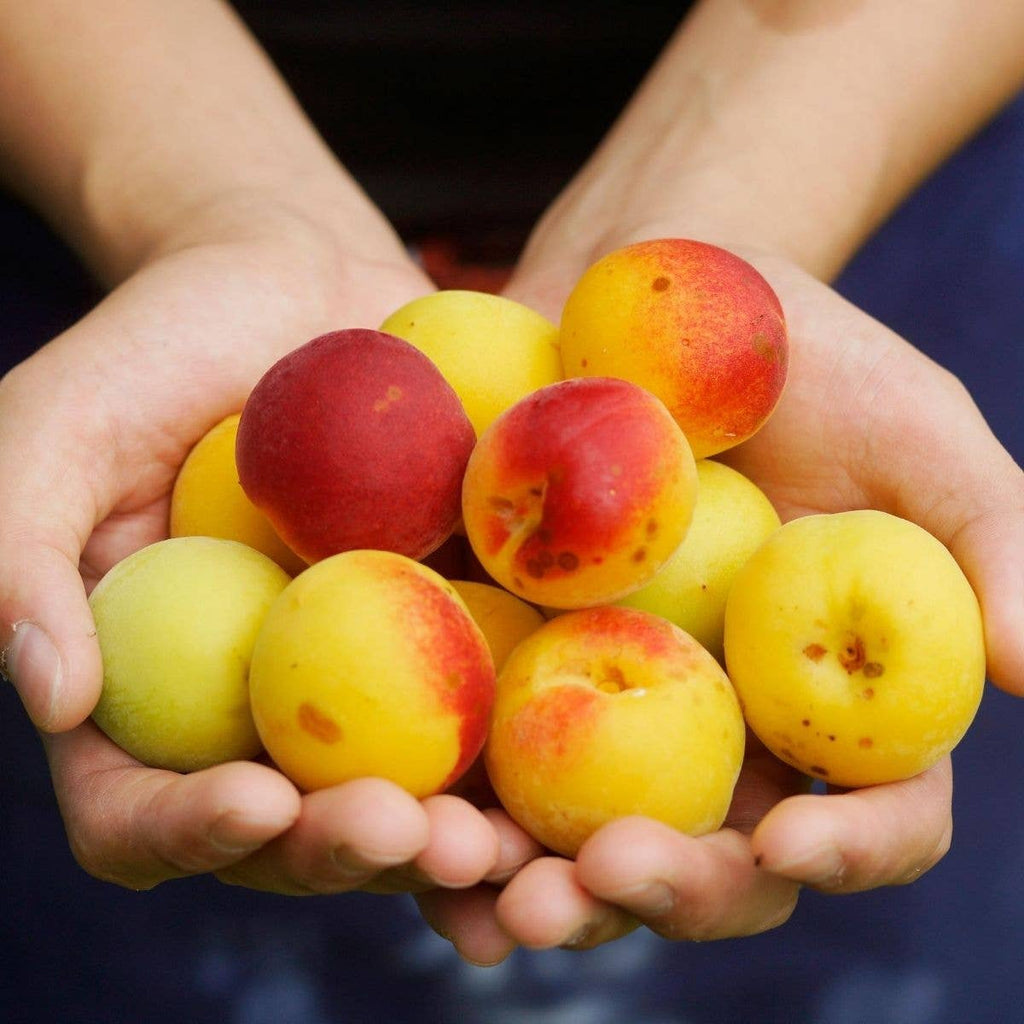 Organic Umesu (Ume Plum Vinegar) — Fukami