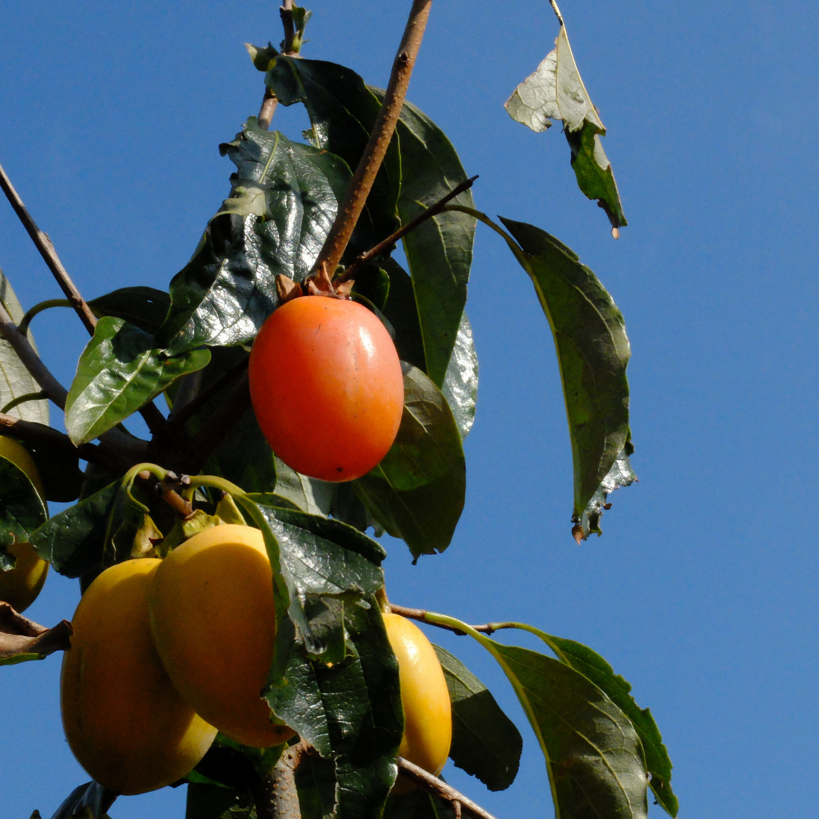 Saijo Persimmon Vinegar, 6.66 floz