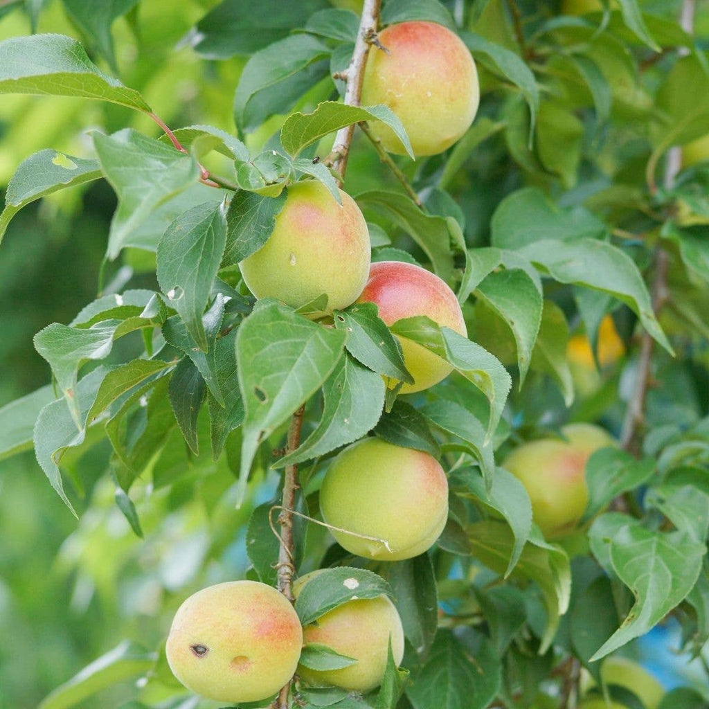 Organic Umesu (Ume Plum Vinegar) — Fukami